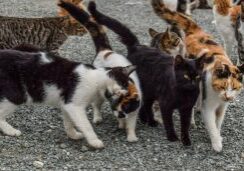 cats living together