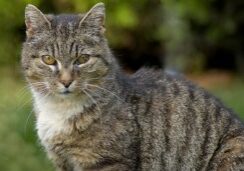 How long do cats live?