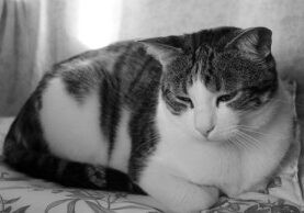 do cats grieve
